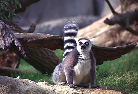  [ Lemurs are cute, too ] 
